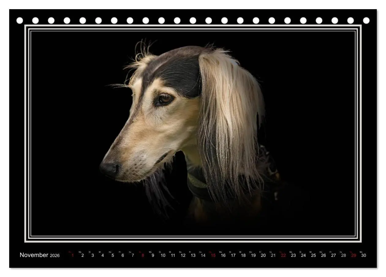Bild: 9783457544730 | Saluki 2026 (Tischkalender 2026 DIN A5 quer), CALVENDO Monatskalender