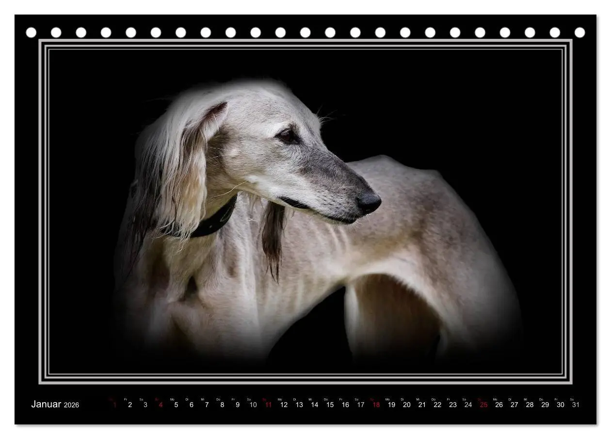 Bild: 9783457544730 | Saluki 2026 (Tischkalender 2026 DIN A5 quer), CALVENDO Monatskalender