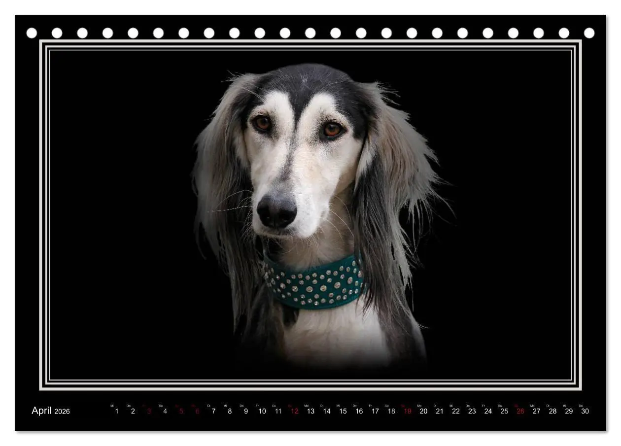 Bild: 9783457544730 | Saluki 2026 (Tischkalender 2026 DIN A5 quer), CALVENDO Monatskalender