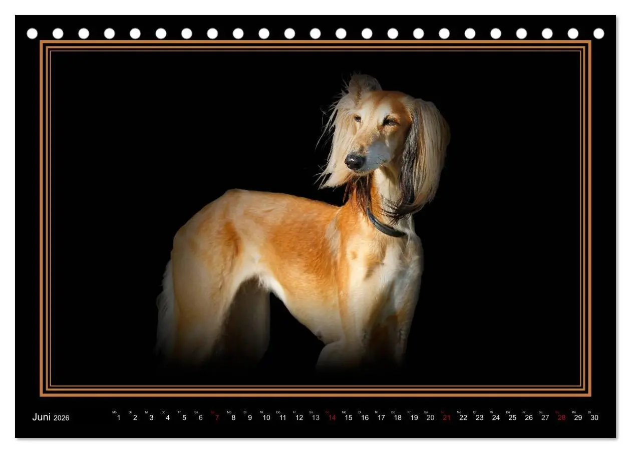 Bild: 9783457544730 | Saluki 2026 (Tischkalender 2026 DIN A5 quer), CALVENDO Monatskalender