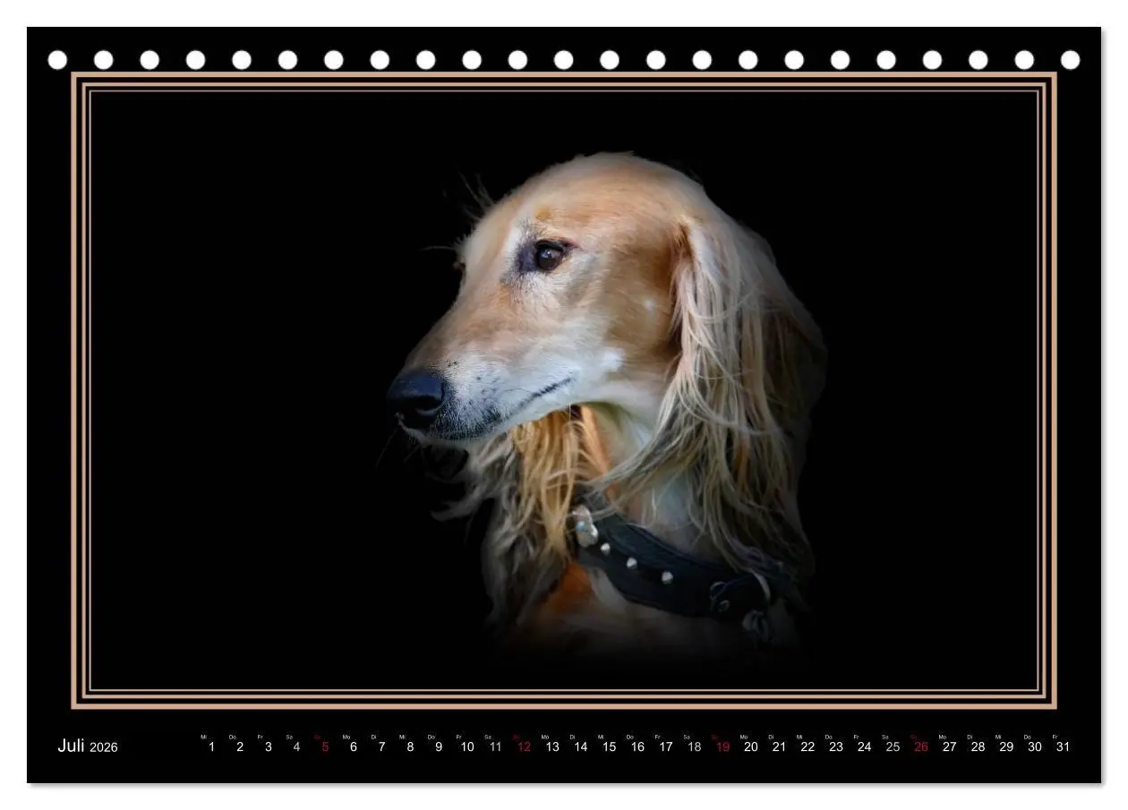 Bild: 9783457544730 | Saluki 2026 (Tischkalender 2026 DIN A5 quer), CALVENDO Monatskalender