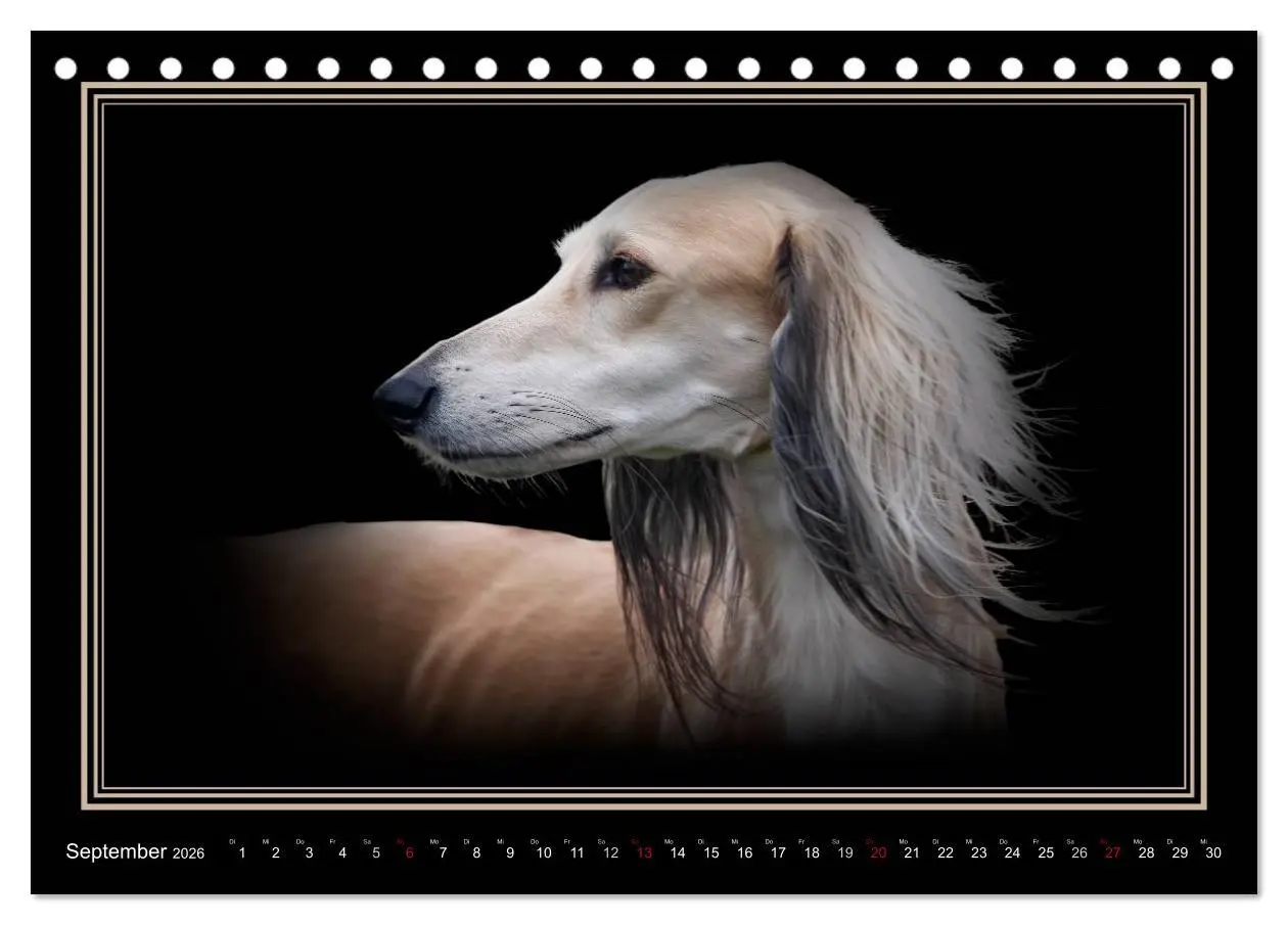Bild: 9783457544730 | Saluki 2026 (Tischkalender 2026 DIN A5 quer), CALVENDO Monatskalender