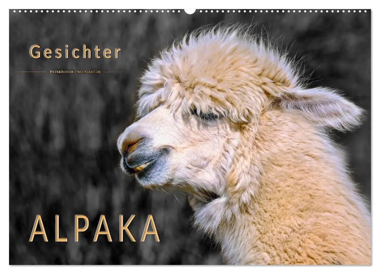 Cover: 9783457854730 | Alpaka Gesichter (Wandkalender 2026 DIN A2 quer), CALVENDO...