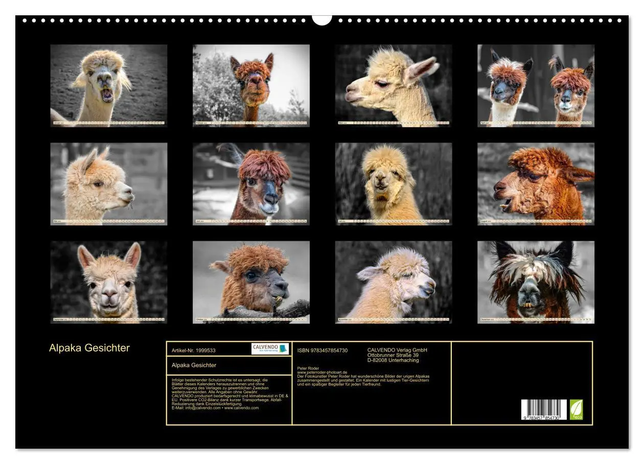 Bild: 9783457854730 | Alpaka Gesichter (Wandkalender 2026 DIN A2 quer), CALVENDO...