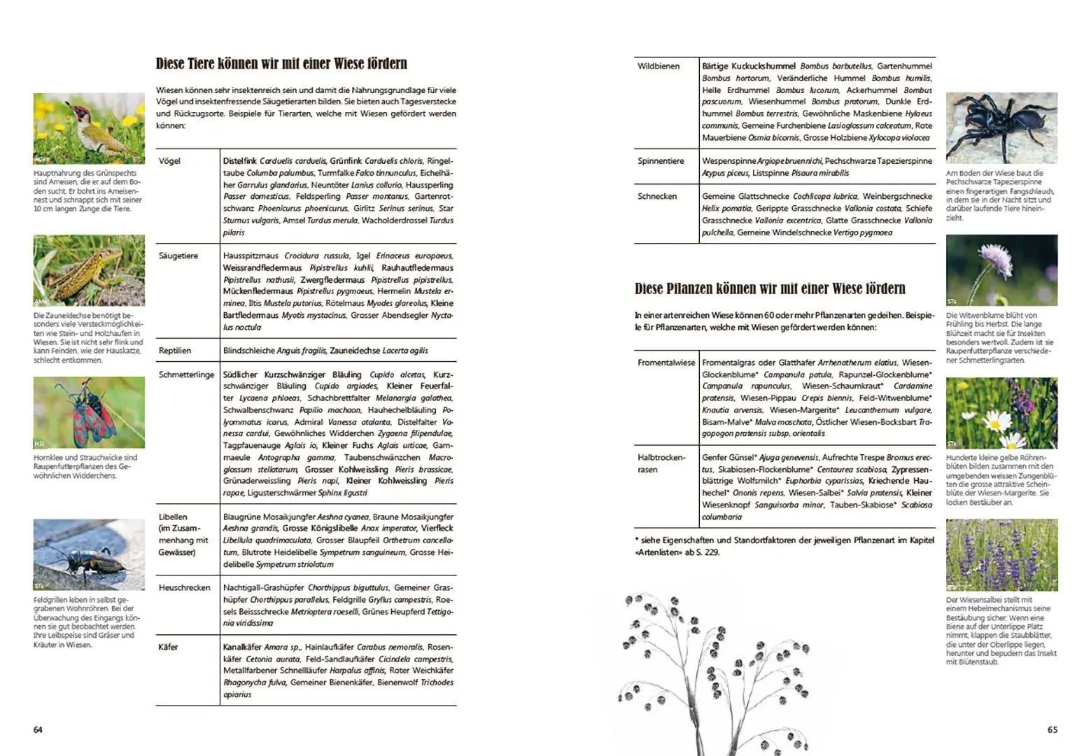 Bild: 9783258084930 | Praxishandbuch Stadtnatur | Sabine Tschäppeler (u. a.) | Taschenbuch