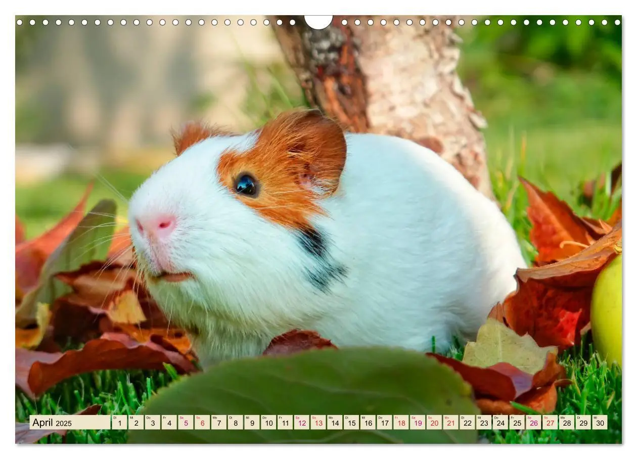 Bild: 9783435364930 | Meerschweinchen - so süß (Wandkalender 2025 DIN A3 quer), CALVENDO...