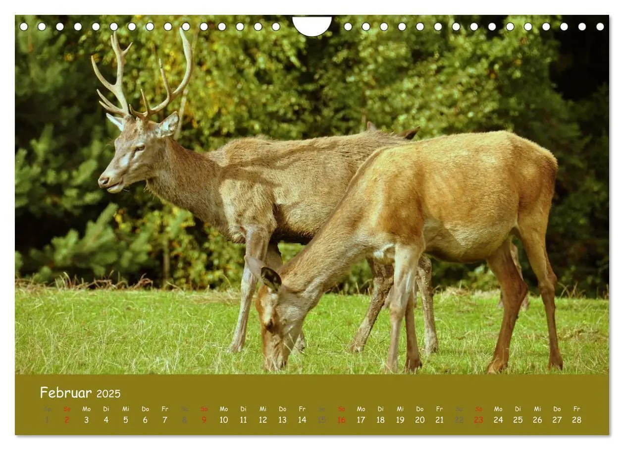 Bild: 9783435635030 | Begegnungen. DER HIRSCH (Wandkalender 2025 DIN A4 quer), CALVENDO...
