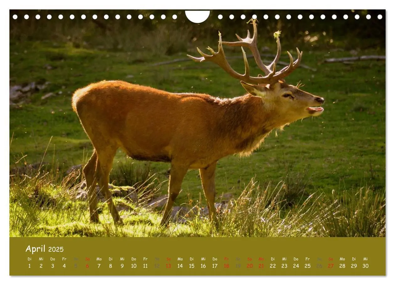 Bild: 9783435635030 | Begegnungen. DER HIRSCH (Wandkalender 2025 DIN A4 quer), CALVENDO...