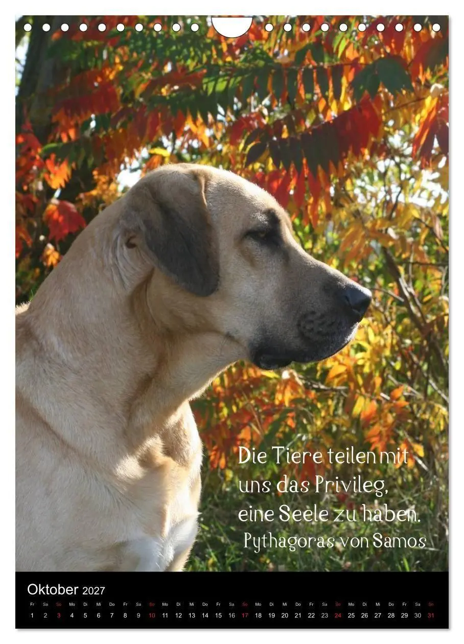 Bild: 9783594105030 | Der Broholmer (Wandkalender 2027 DIN A4 hoch), CALVENDO Monatskalender