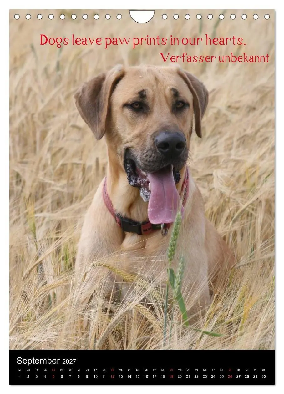 Bild: 9783594105030 | Der Broholmer (Wandkalender 2027 DIN A4 hoch), CALVENDO Monatskalender