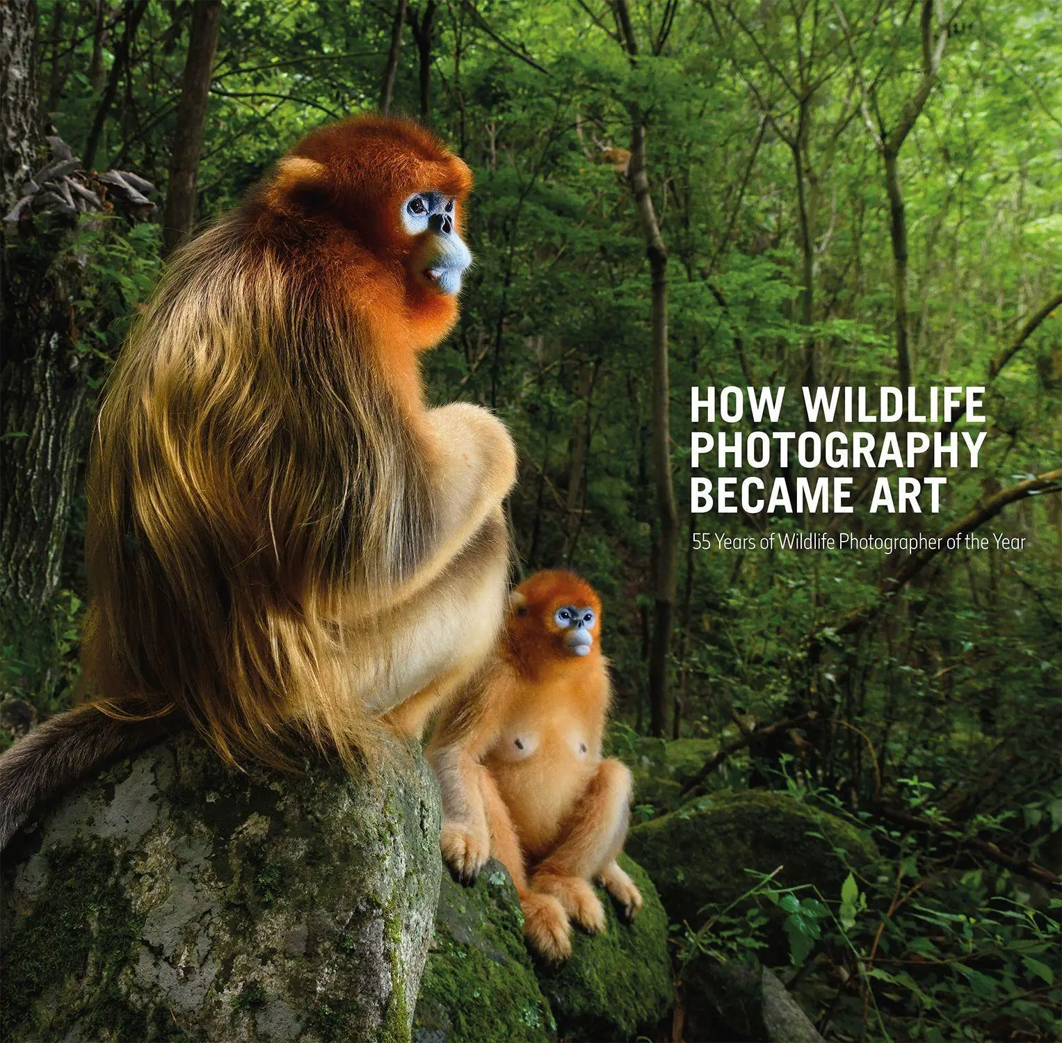 Cover: 9780565095130 | How Wildlife Photography Became Art | Rosamund Kidman Cox | Buch