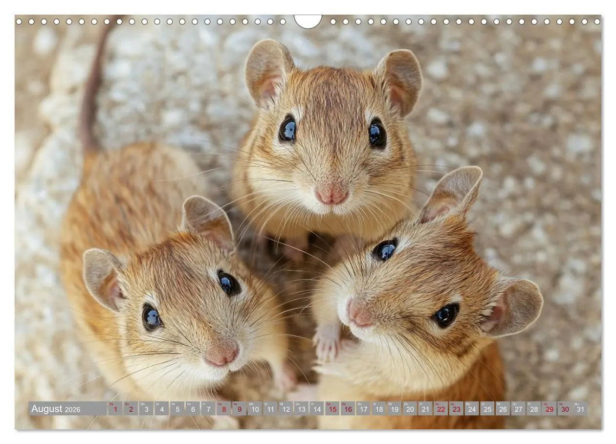 Bild: 9783516595130 | Maus im Haus - der Gerbil Kalender (Wandkalender 2026 DIN A3 quer),...