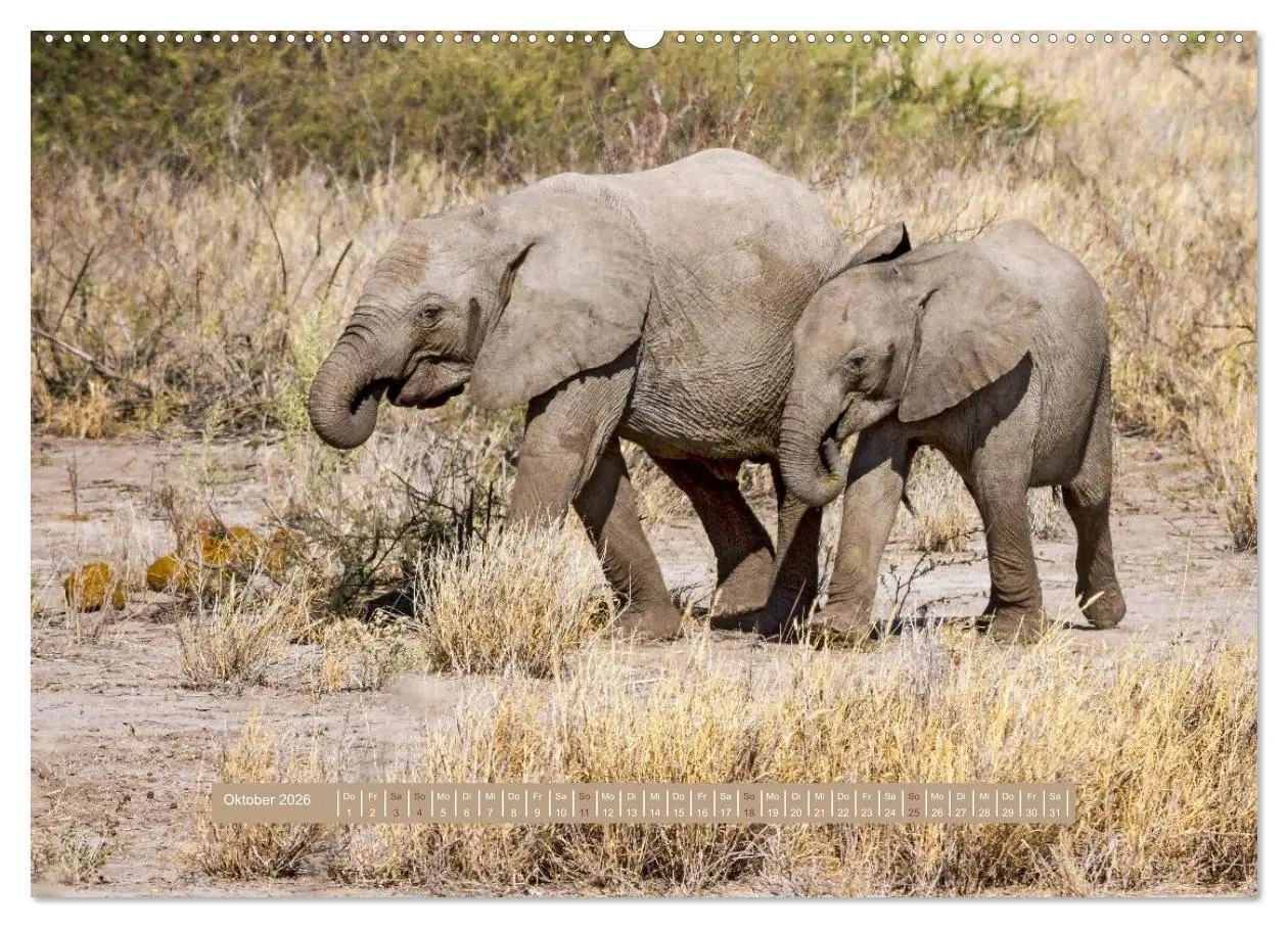 Bild: 9783516035230 | Afrikas Tierwelt - Wilde Elefanten (Wandkalender 2026 DIN A2 quer),...