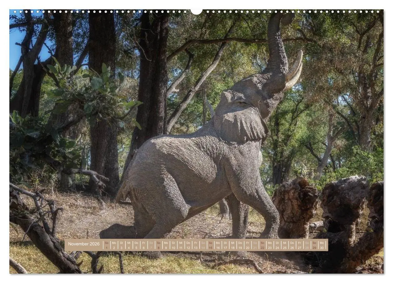 Bild: 9783516035230 | Afrikas Tierwelt - Wilde Elefanten (Wandkalender 2026 DIN A2 quer),...