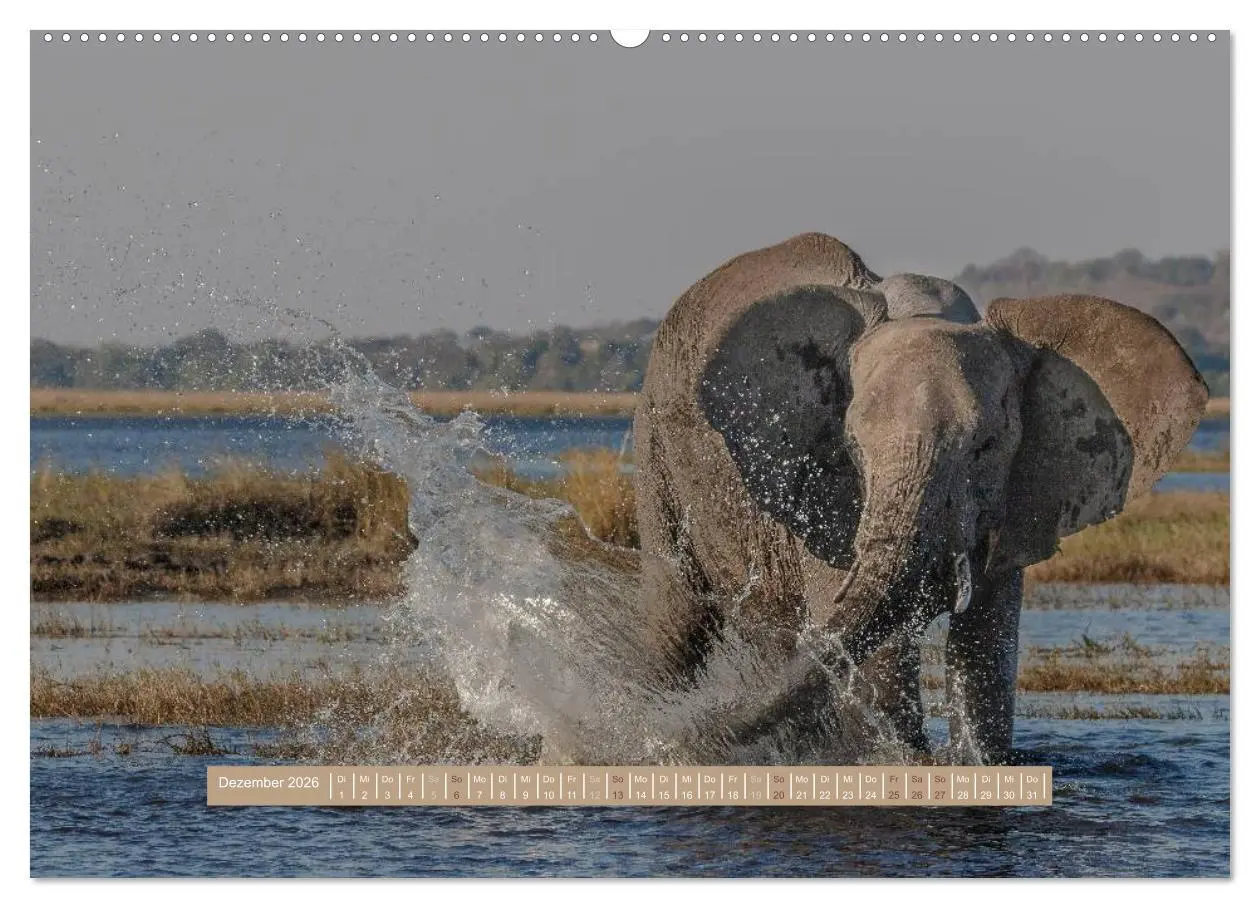 Bild: 9783516035230 | Afrikas Tierwelt - Wilde Elefanten (Wandkalender 2026 DIN A2 quer),...