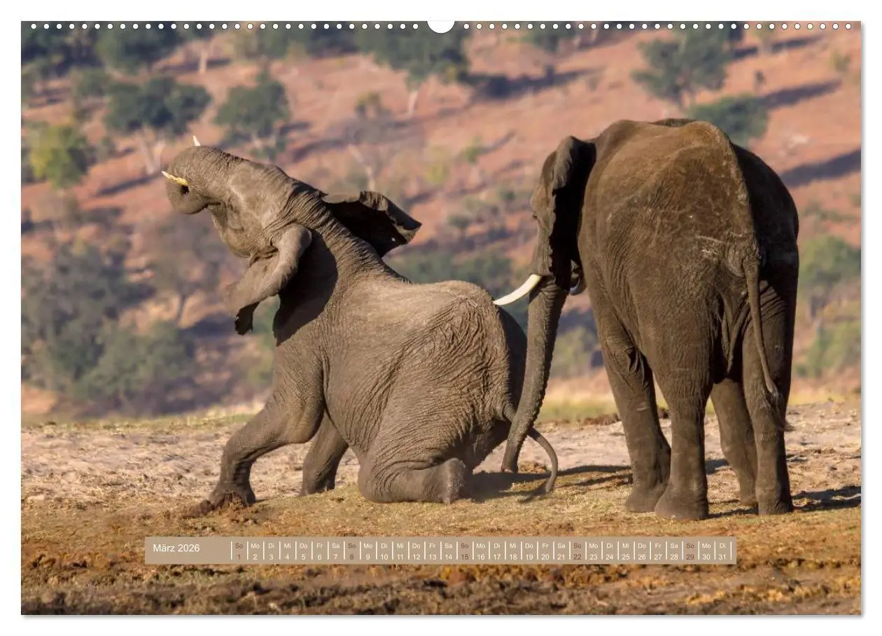 Bild: 9783516035230 | Afrikas Tierwelt - Wilde Elefanten (Wandkalender 2026 DIN A2 quer),...