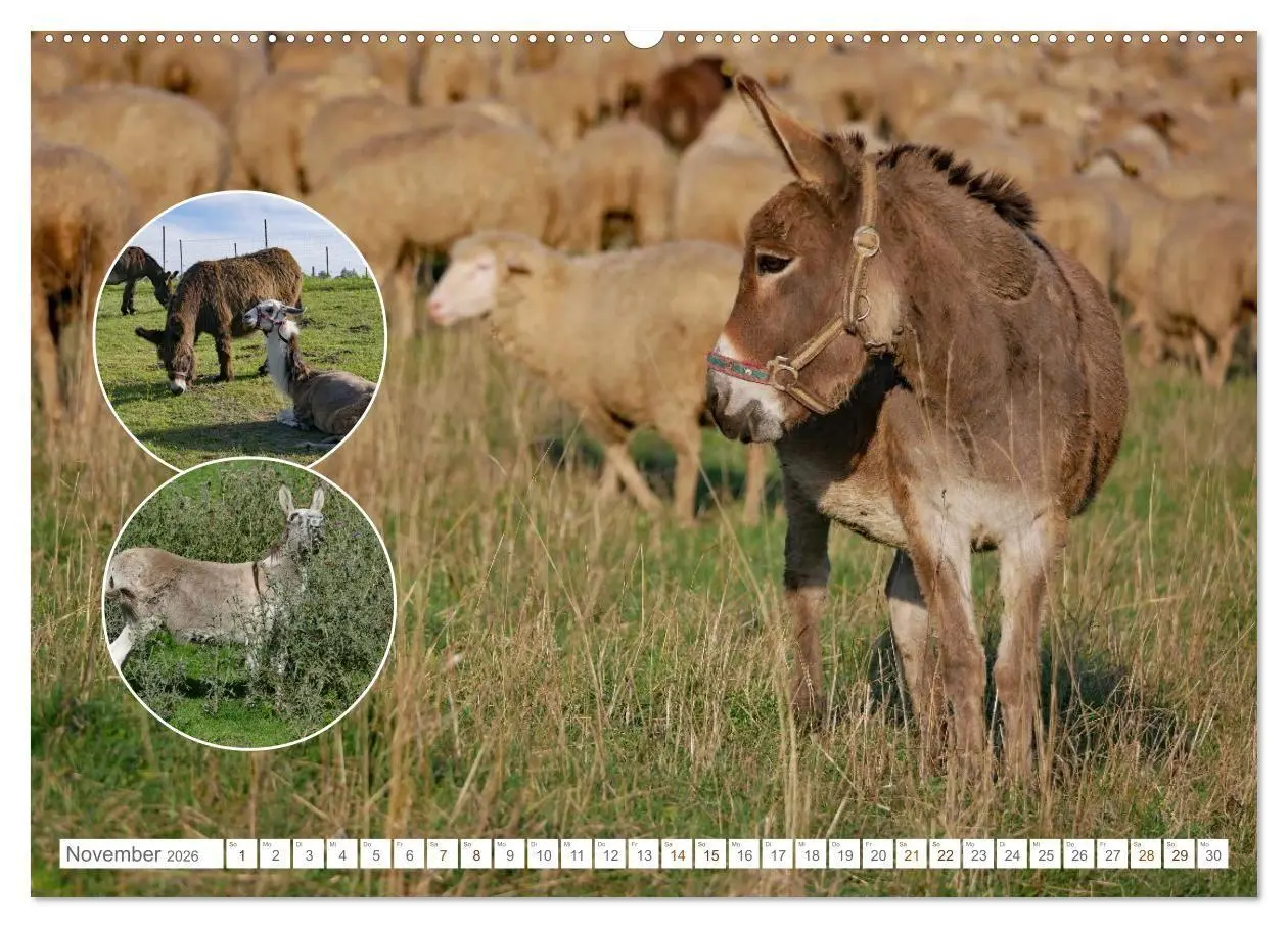 Bild: 9783516725230 | Weidetiere - Landschaftsgestalter seit Jahrhunderten (hochwertiger...