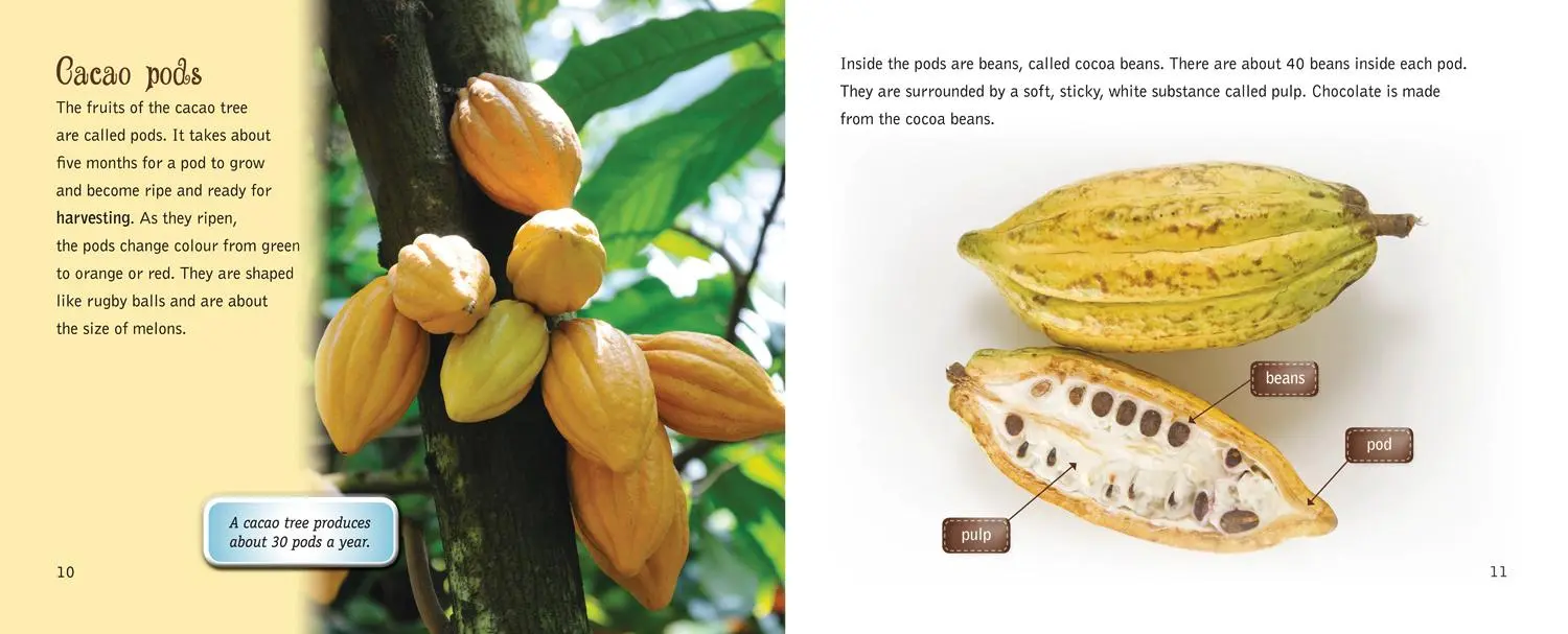 Bild: 9780007465330 | Chocolate: From Bean to Bar | Band 12/Copper | Anita Ganeri | Buch