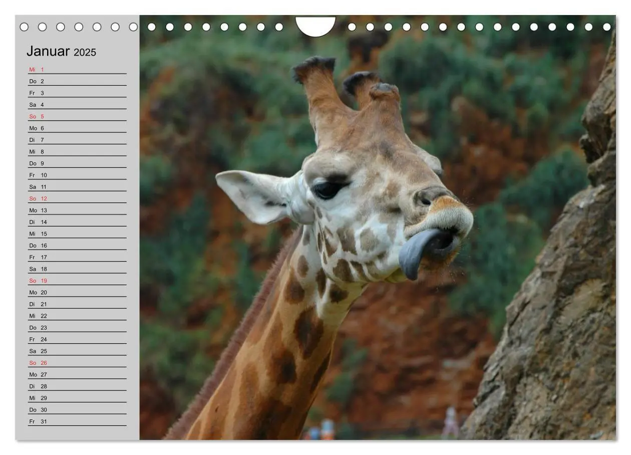 Bild: 9783435535330 | Giraffen. Dem Himmel so nah (Wandkalender 2025 DIN A4 quer),...