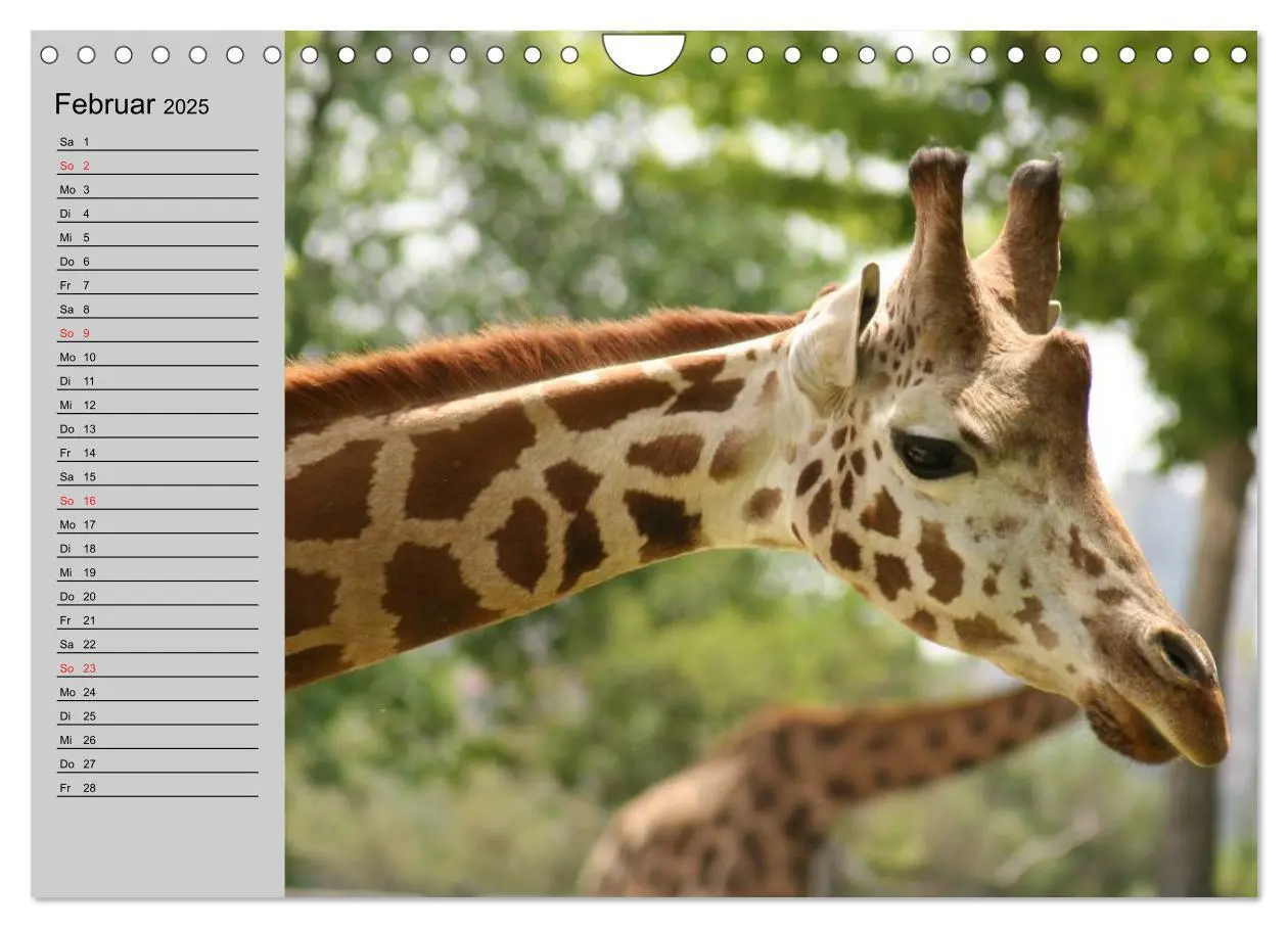 Bild: 9783435535330 | Giraffen. Dem Himmel so nah (Wandkalender 2025 DIN A4 quer),...