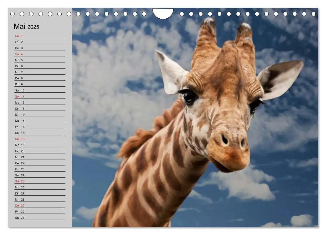 Bild: 9783435535330 | Giraffen. Dem Himmel so nah (Wandkalender 2025 DIN A4 quer),...