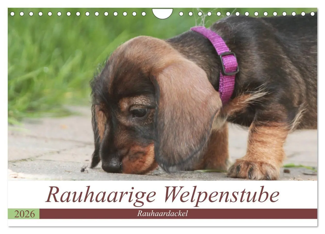 Cover: 9783457795330 | Rauhaarige Welpenstube (Wandkalender 2026 DIN A4 quer), CALVENDO...