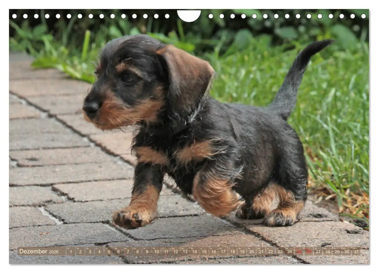 Bild: 9783457795330 | Rauhaarige Welpenstube (Wandkalender 2026 DIN A4 quer), CALVENDO...