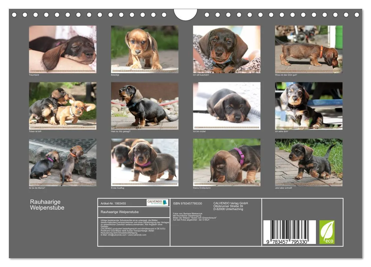 Bild: 9783457795330 | Rauhaarige Welpenstube (Wandkalender 2026 DIN A4 quer), CALVENDO...