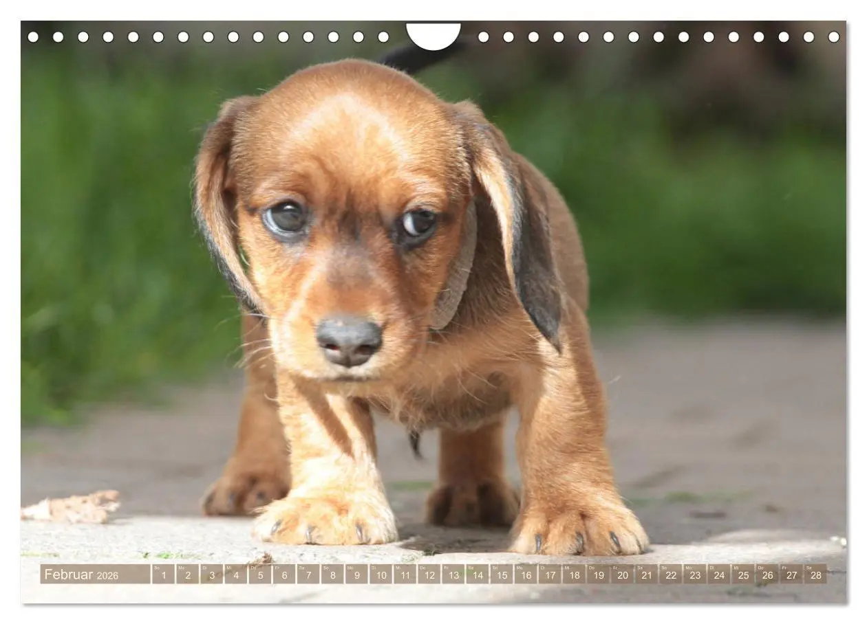 Bild: 9783457795330 | Rauhaarige Welpenstube (Wandkalender 2026 DIN A4 quer), CALVENDO...