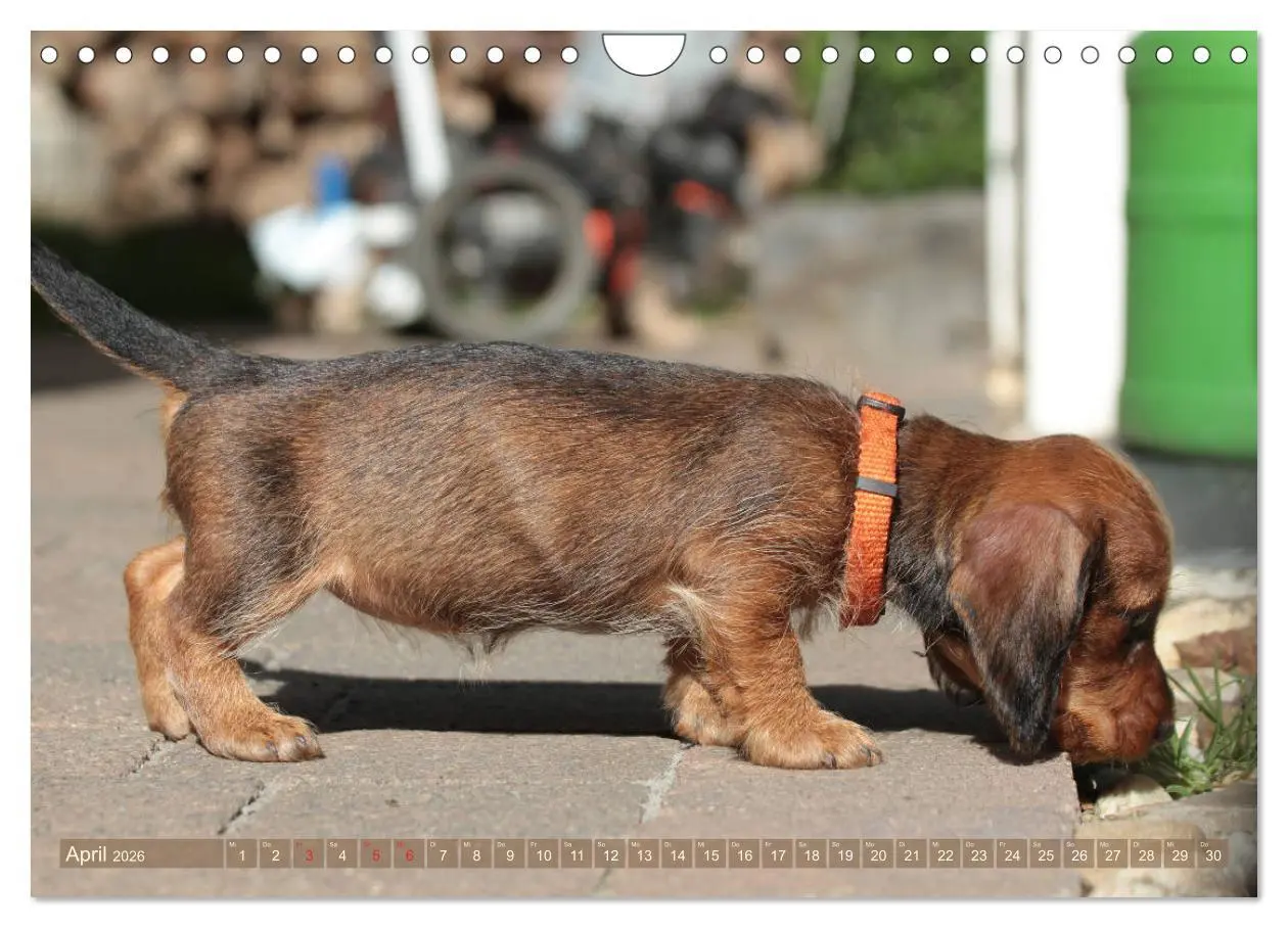 Bild: 9783457795330 | Rauhaarige Welpenstube (Wandkalender 2026 DIN A4 quer), CALVENDO...