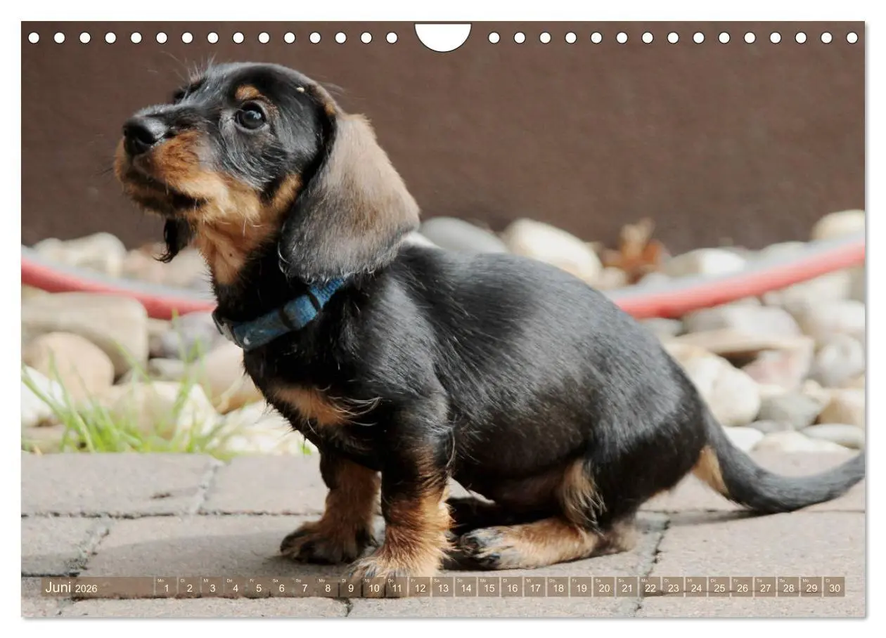 Bild: 9783457795330 | Rauhaarige Welpenstube (Wandkalender 2026 DIN A4 quer), CALVENDO...