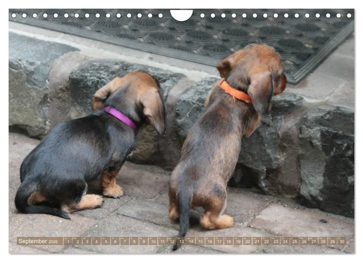 Bild: 9783457795330 | Rauhaarige Welpenstube (Wandkalender 2026 DIN A4 quer), CALVENDO...