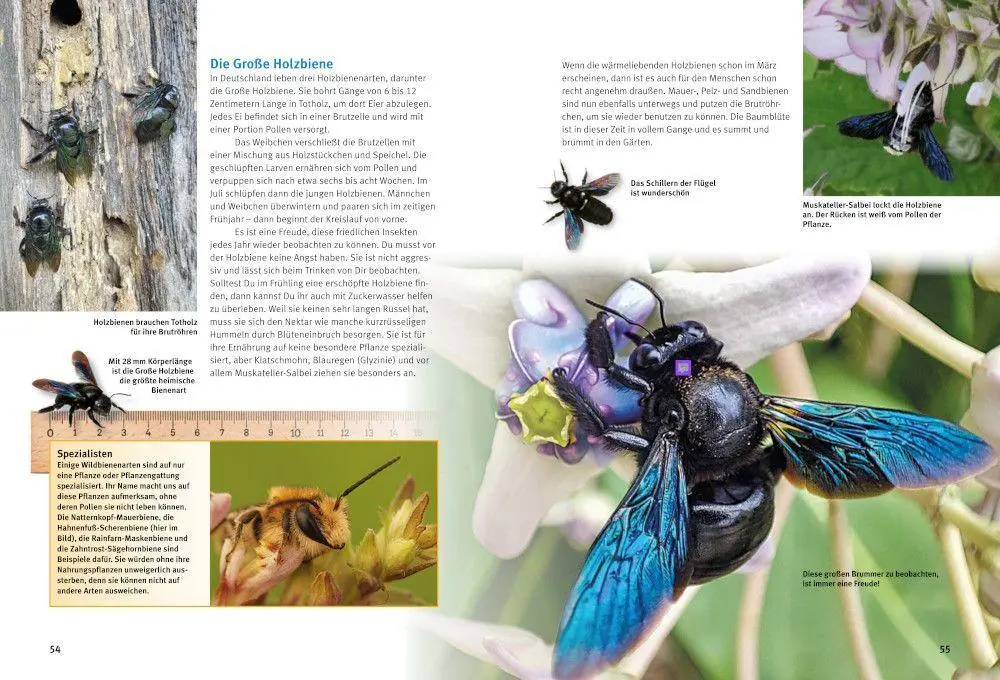 Bild: 9783866595330 | Entdecke Hummeln und andere Wildbienen | Inge Vogler (u. a.) | Buch
