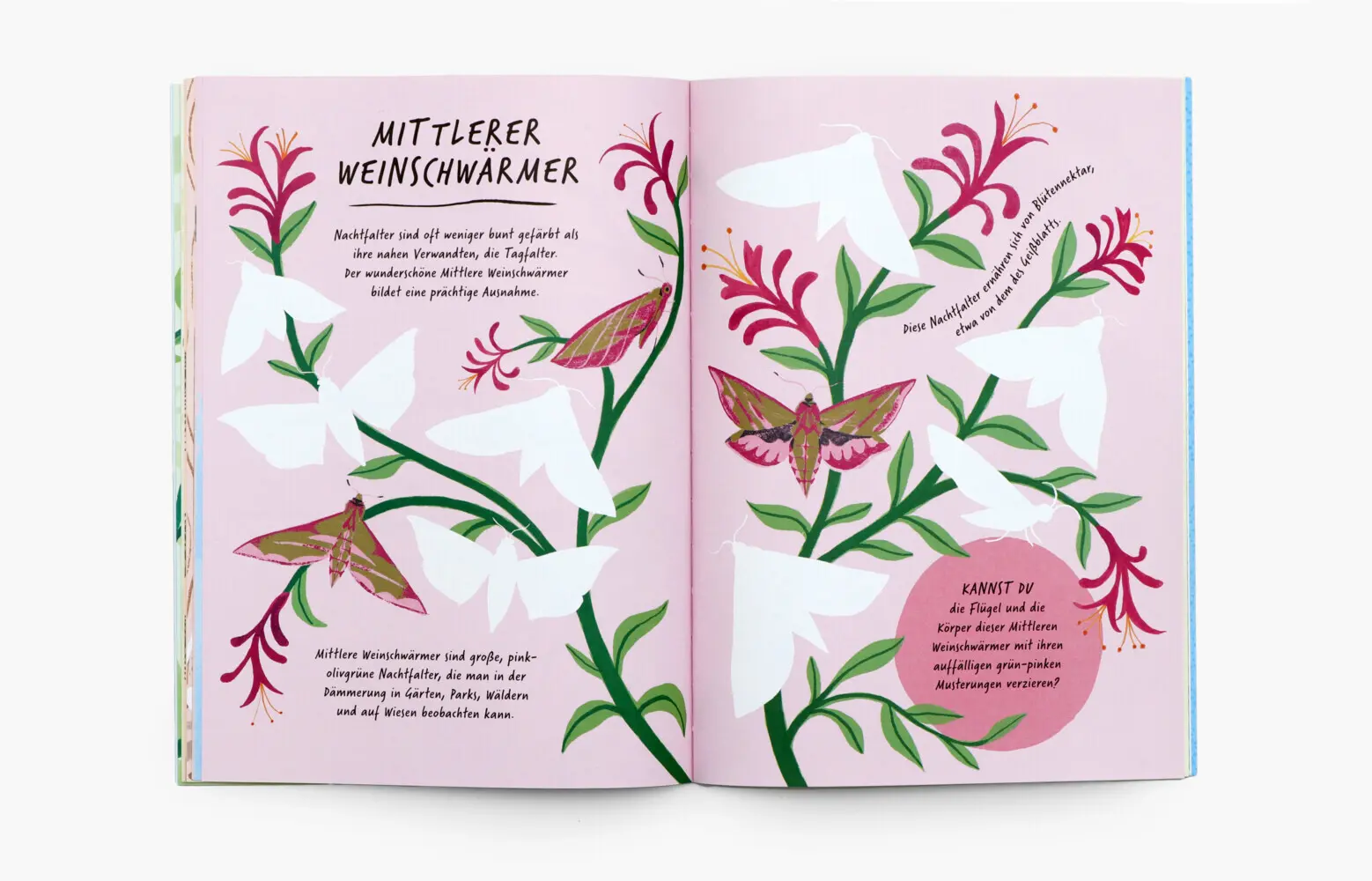 Bild: 9783962445430 | Zeichne wie die Natur: Farben | Emily Rand | Taschenbuch | 64 S.