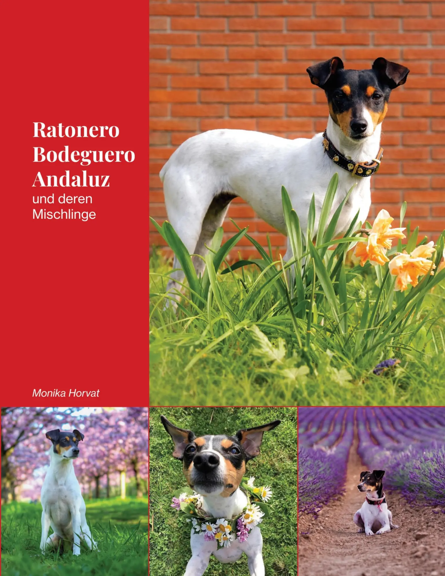 Cover: 9783695135530 | Ratonero Bodeguero Andaluz | und deren Mischlinge | Monika Horvat