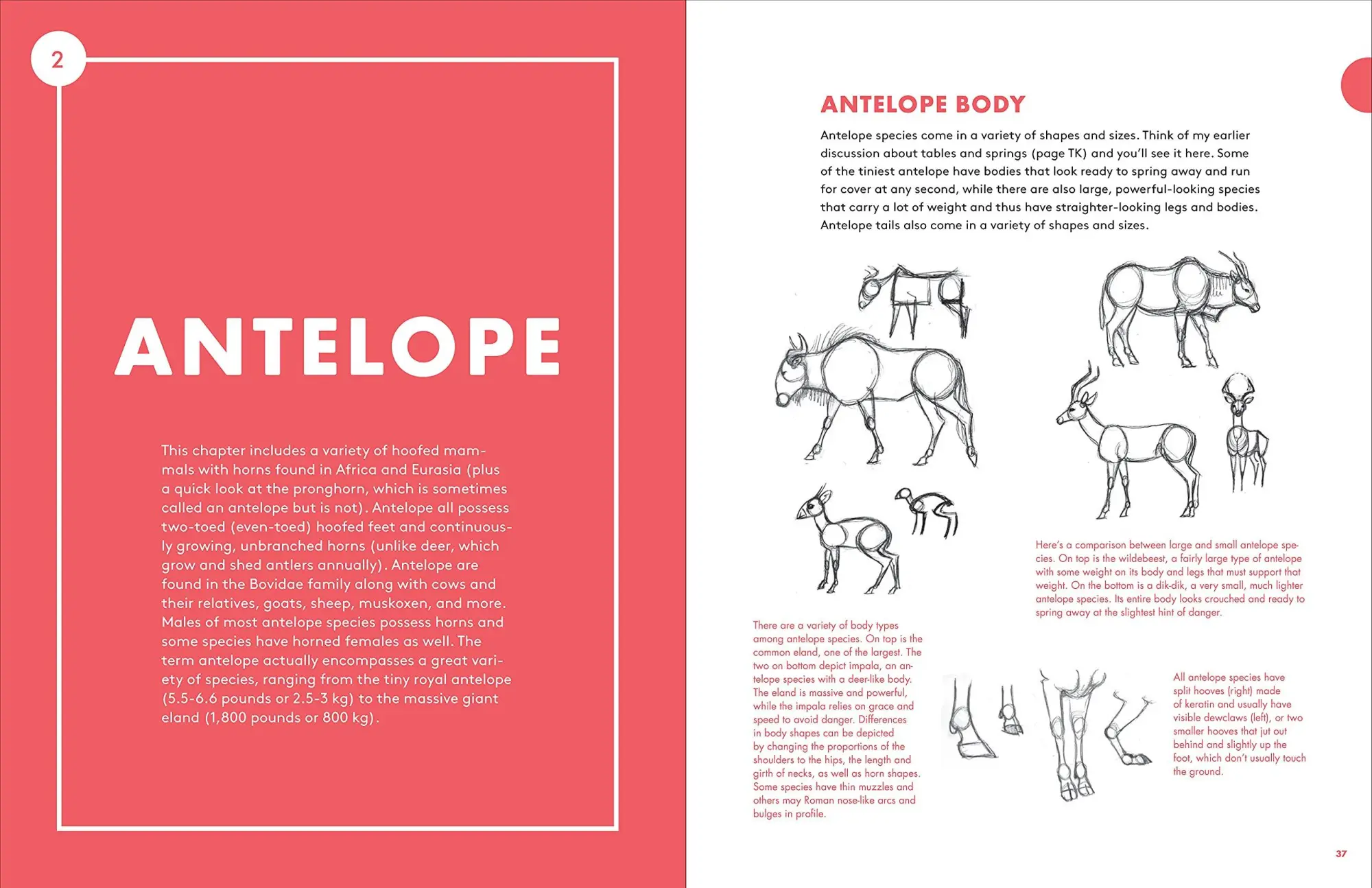 Bild: 9781580935630 | Artist's Guide to Drawing World Wildlife | J C Amberlyn | Taschenbuch