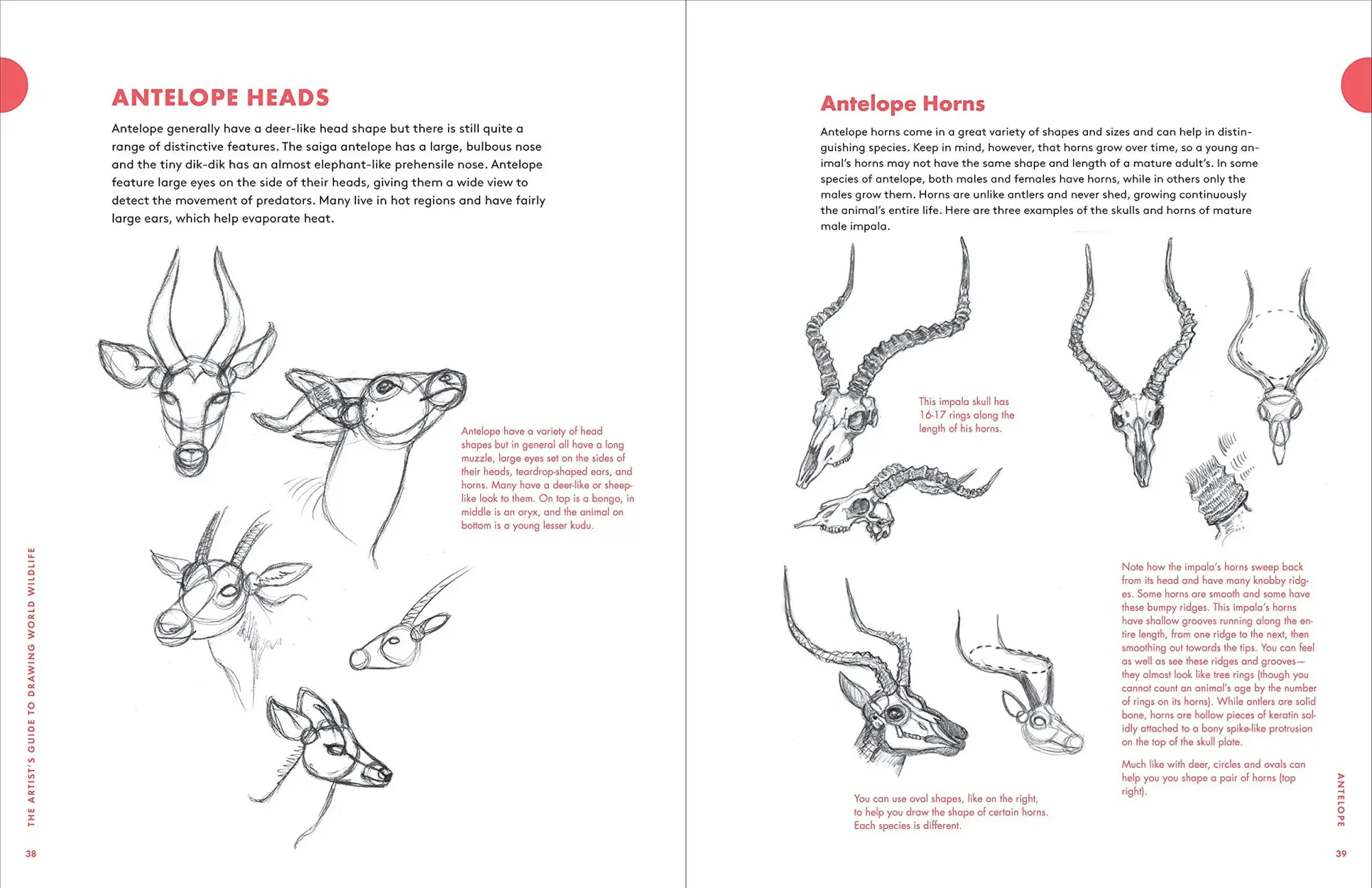 Bild: 9781580935630 | Artist's Guide to Drawing World Wildlife | J C Amberlyn | Taschenbuch