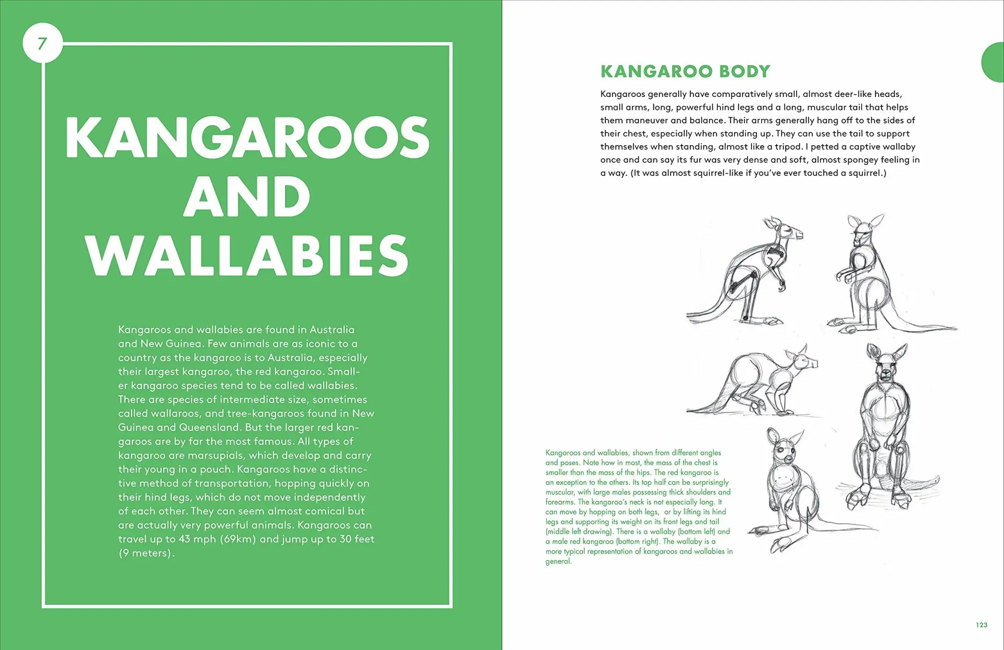 Bild: 9781580935630 | Artist's Guide to Drawing World Wildlife | J C Amberlyn | Taschenbuch