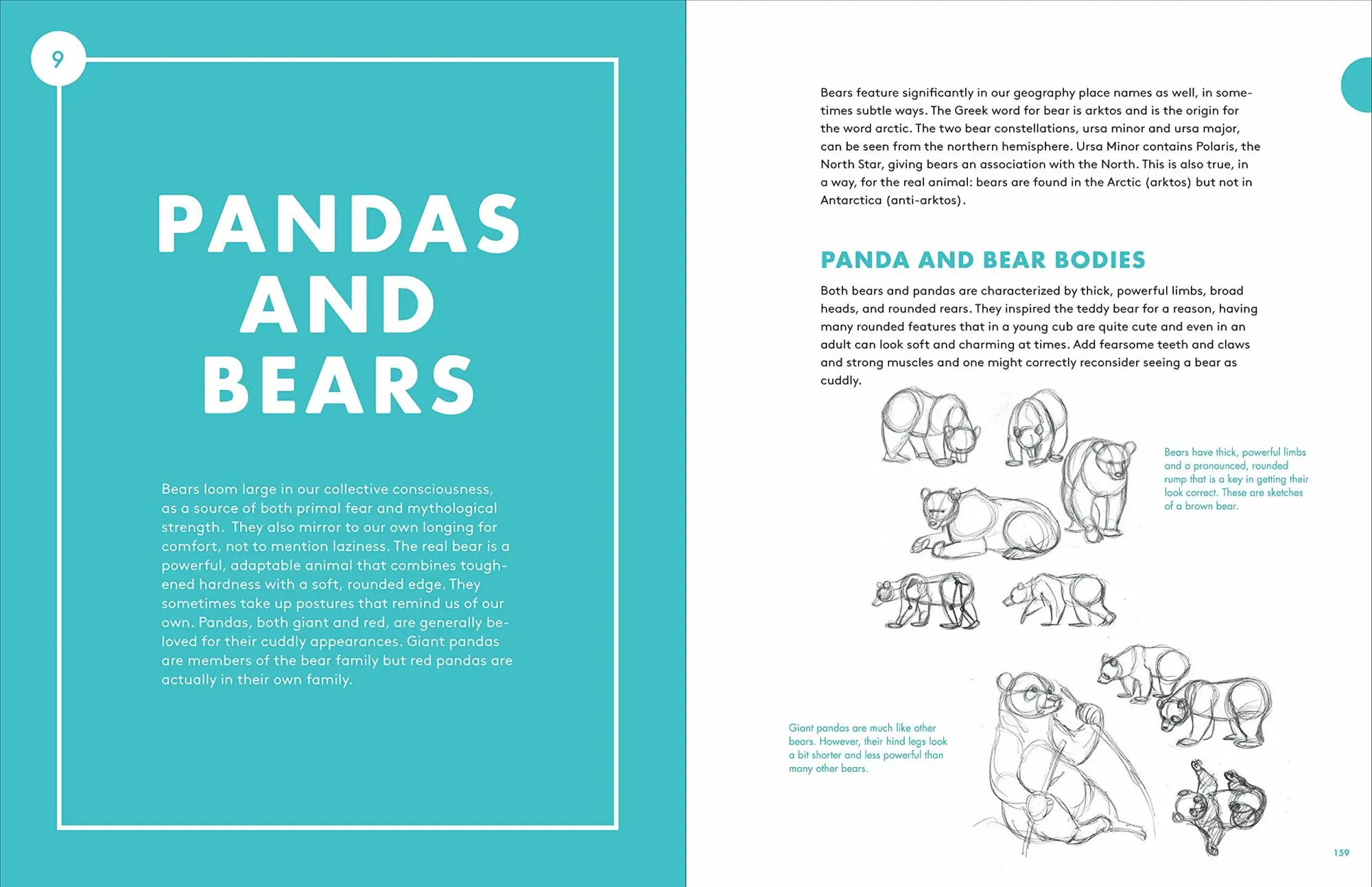 Bild: 9781580935630 | Artist's Guide to Drawing World Wildlife | J C Amberlyn | Taschenbuch