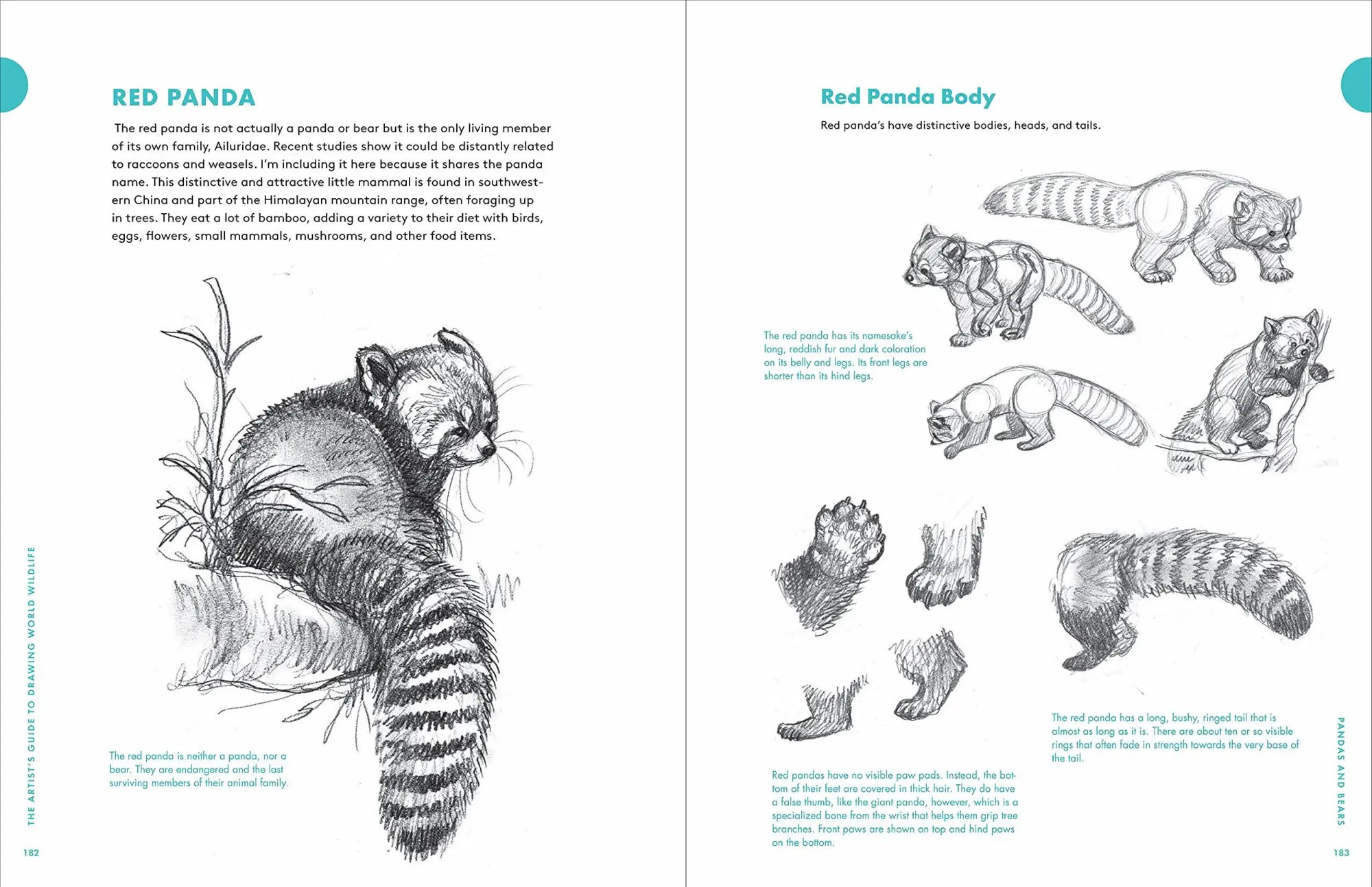 Bild: 9781580935630 | Artist's Guide to Drawing World Wildlife | J C Amberlyn | Taschenbuch