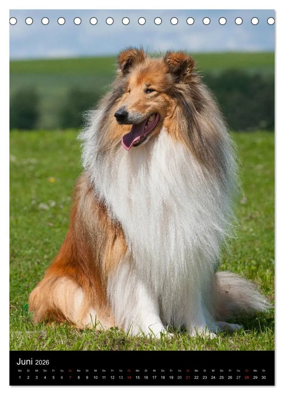Bild: 9783516475630 | Collie 2026 (Tischkalender 2026 DIN A5 hoch), CALVENDO Monatskalender