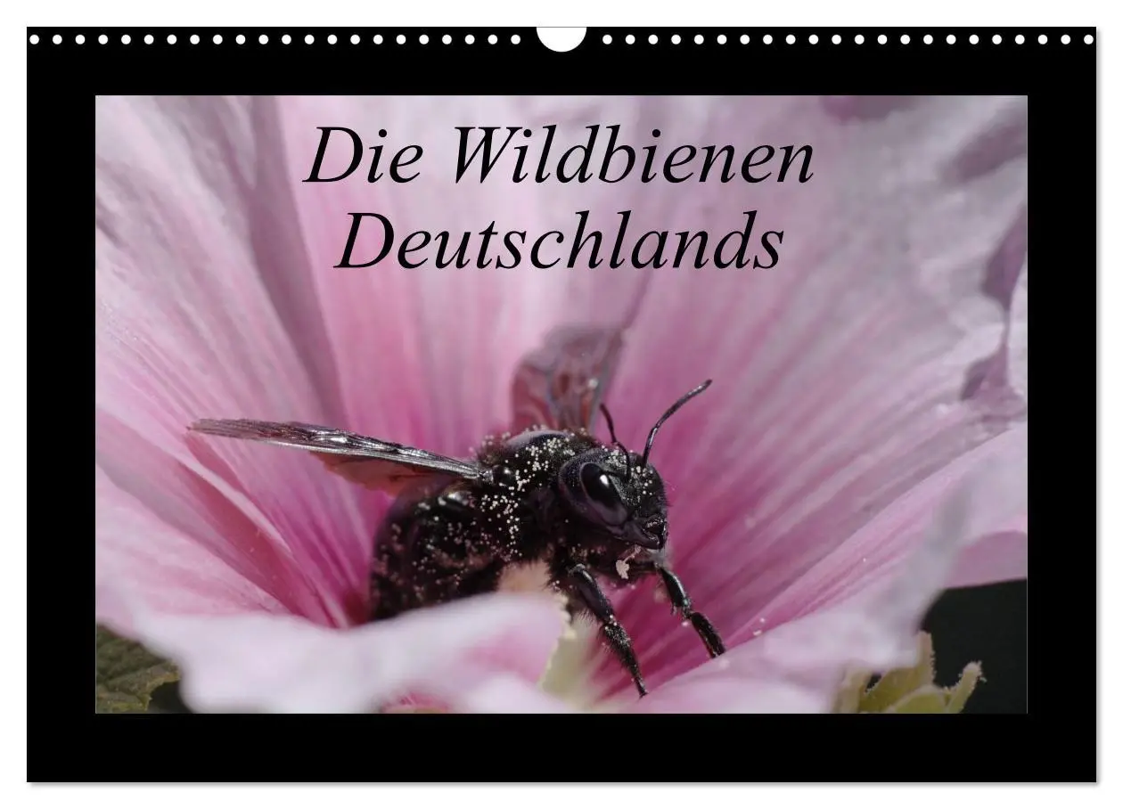 Cover: 9783516155730 | Die Wildbienen Deutschlands (Wandkalender 2026 DIN A3 quer),...