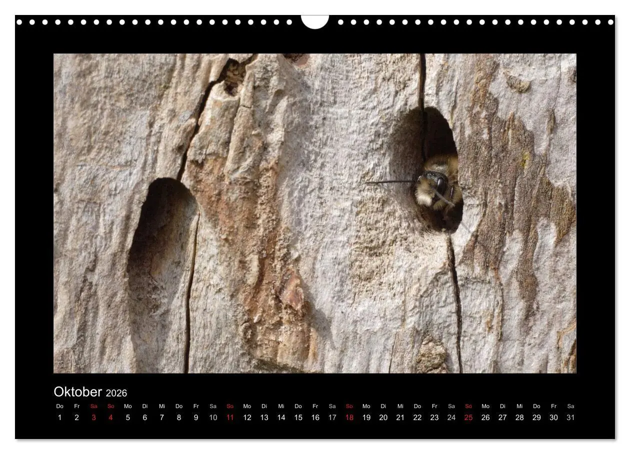 Bild: 9783516155730 | Die Wildbienen Deutschlands (Wandkalender 2026 DIN A3 quer),...