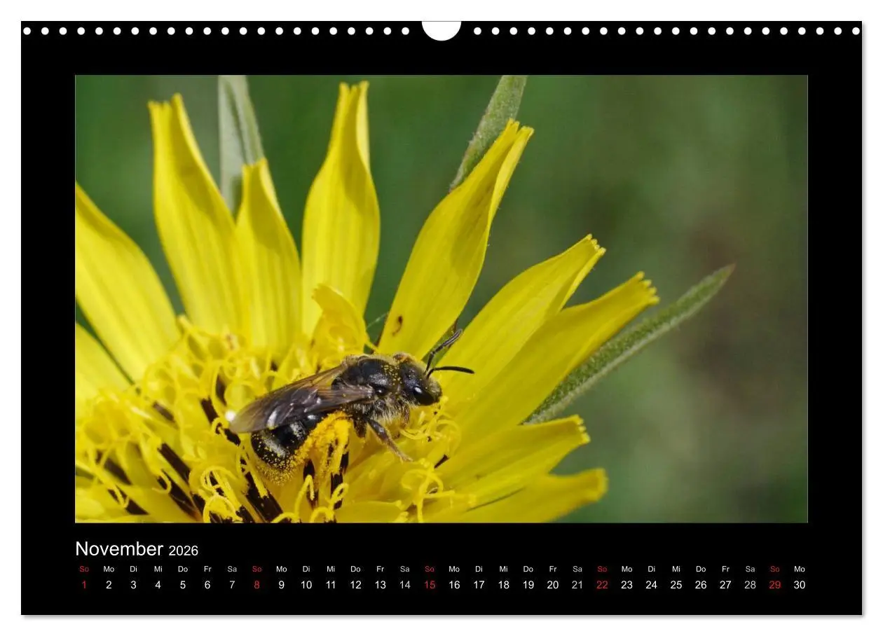 Bild: 9783516155730 | Die Wildbienen Deutschlands (Wandkalender 2026 DIN A3 quer),...