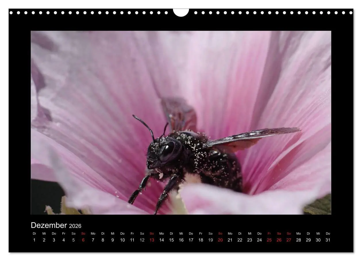 Bild: 9783516155730 | Die Wildbienen Deutschlands (Wandkalender 2026 DIN A3 quer),...