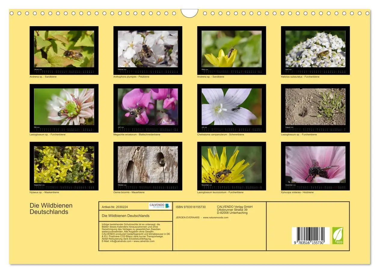 Bild: 9783516155730 | Die Wildbienen Deutschlands (Wandkalender 2026 DIN A3 quer),...