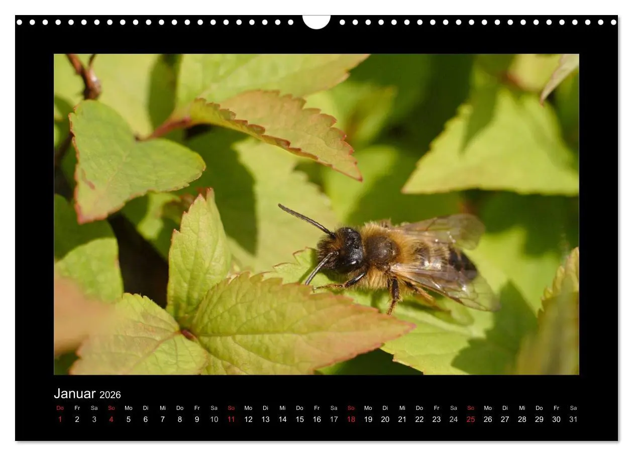 Bild: 9783516155730 | Die Wildbienen Deutschlands (Wandkalender 2026 DIN A3 quer),...
