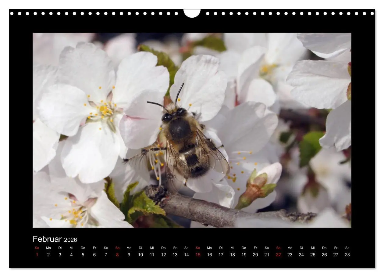Bild: 9783516155730 | Die Wildbienen Deutschlands (Wandkalender 2026 DIN A3 quer),...