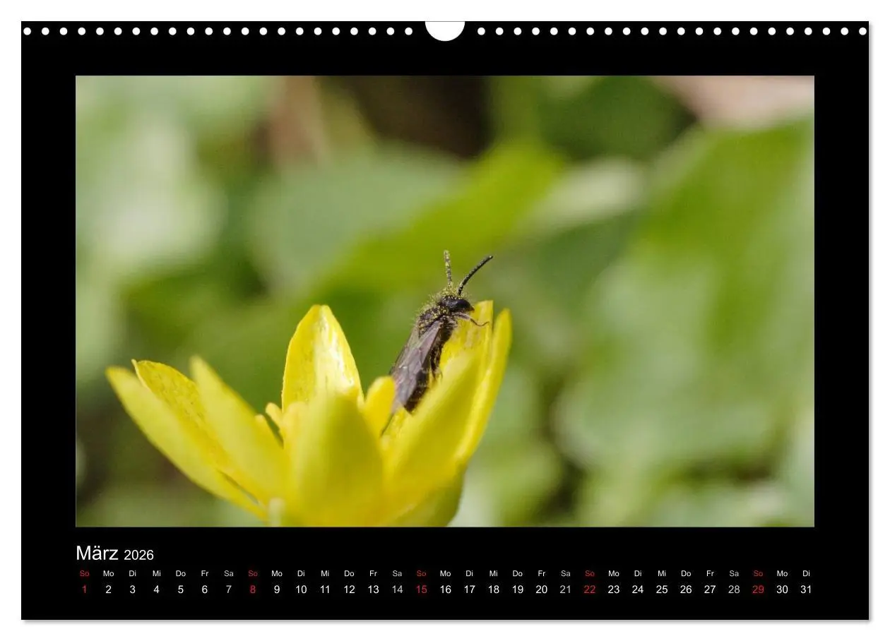 Bild: 9783516155730 | Die Wildbienen Deutschlands (Wandkalender 2026 DIN A3 quer),...