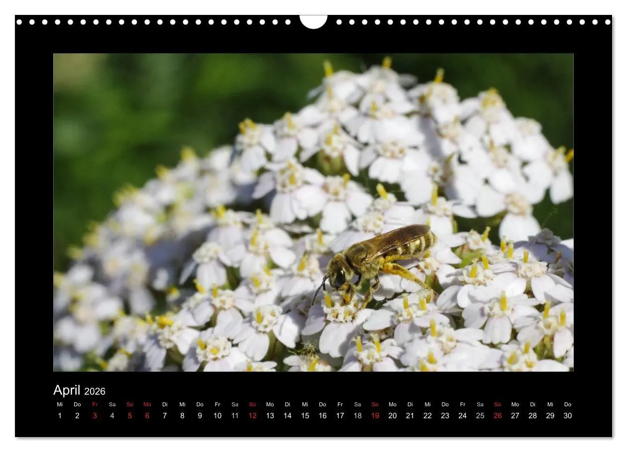 Bild: 9783516155730 | Die Wildbienen Deutschlands (Wandkalender 2026 DIN A3 quer),...